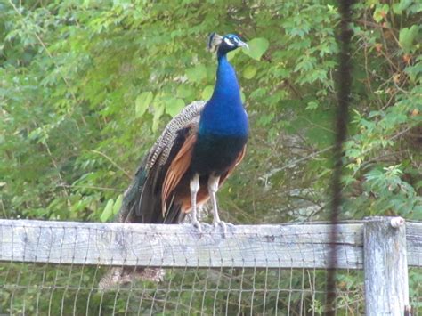 Email: shoalcreekpoultry@yahoo. . Peacock farm near me